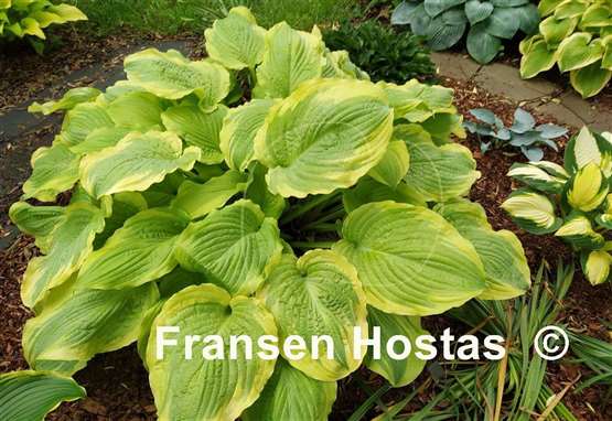 Hosta Wave Runner